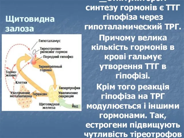 Щитовидна залоза РЕГУЛЮВАННЯ * Стимулятором синтезу гормонів є ТТГ гіпофіза через