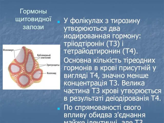 Гормоны щитовидної залози У фолікулах з тирозину утворюються два иодированная гормону: