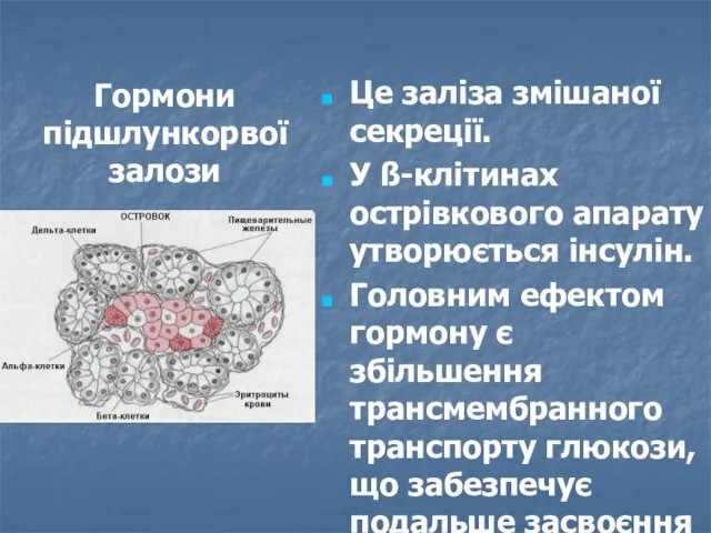 Гормони підшлункорвої залози Це заліза змішаної секреції. У ß-клітинах острівкового апарату