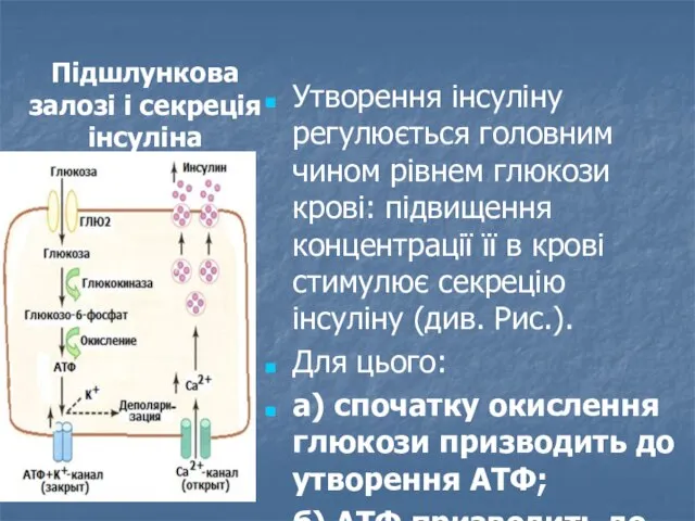 Підшлункова залозі і секреція інсуліна Утворення інсуліну регулюється головним чином рівнем