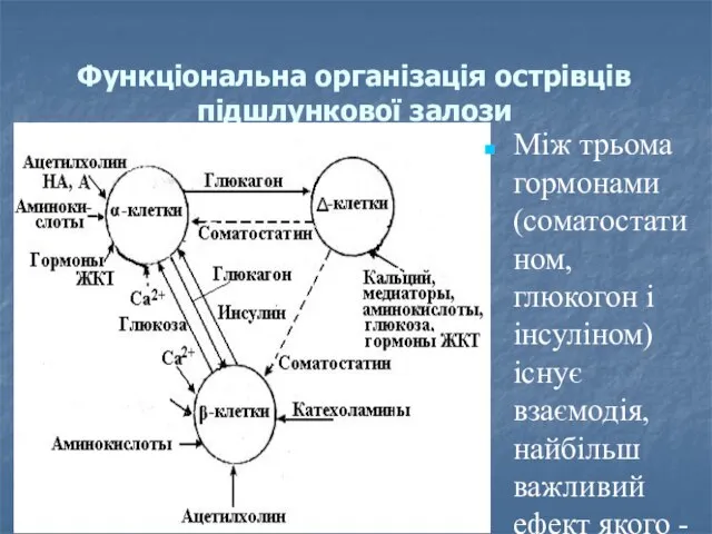 Функціональна організація острівців підшлункової залози Між трьома гормонами (соматостатином, глюкогон і