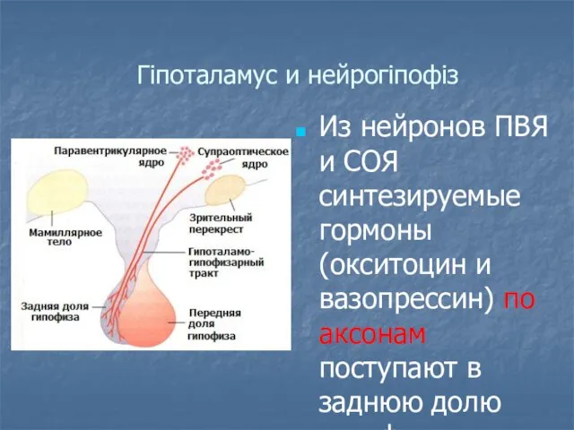 Гіпоталамус и нейрогіпофіз Из нейронов ПВЯ и СОЯ синтезируемые гормоны (окситоцин