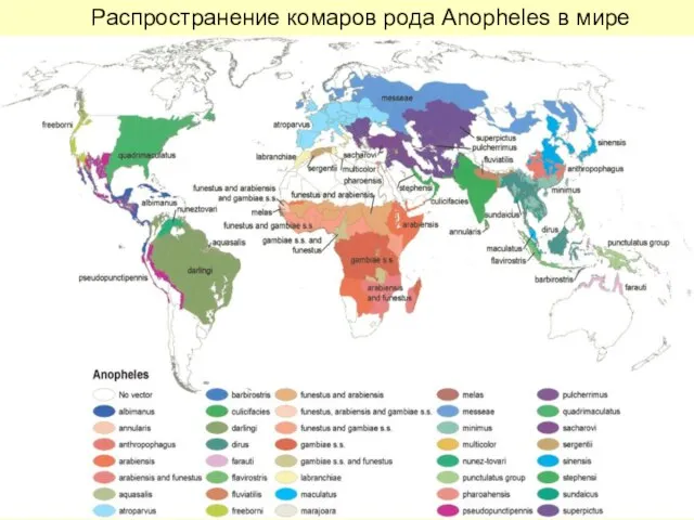 Распространение комаров рода Anopheles в мире