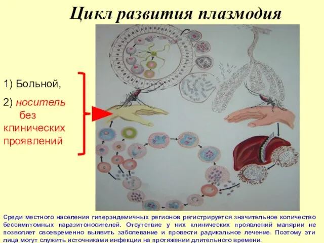 Цикл развития плазмодия 1) Больной, 2) носитель без клинических проявлений Среди