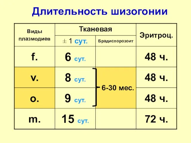 Длительность шизогонии