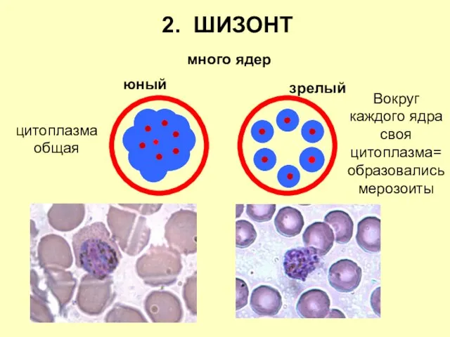 2. ШИЗОНТ юный зрелый много ядер цитоплазма общая Вокруг каждого ядра своя цитоплазма=образовались мерозоиты