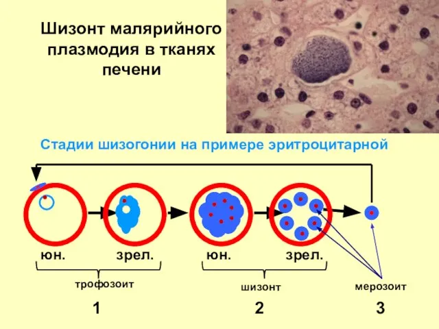 Стадии шизогонии на примере эритроцитарной юн. юн. зрел. зрел. трофозоит шизонт