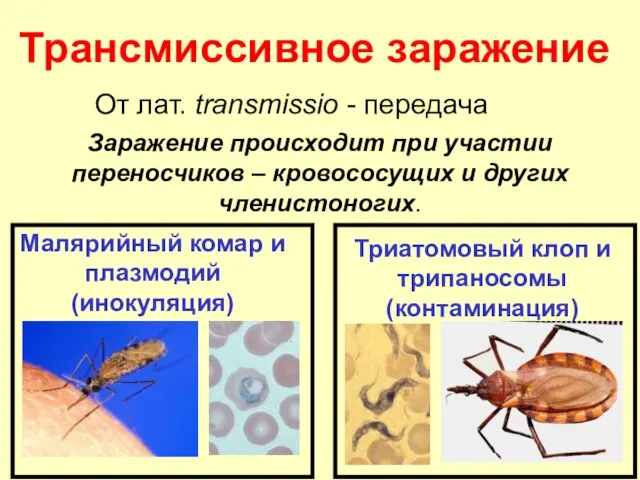 Трансмиссивное заражение Заражение происходит при участии переносчиков – кровососущих и других