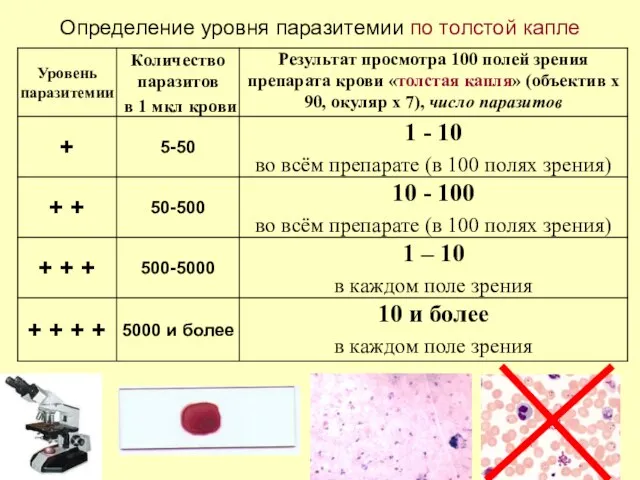 Определение уровня паразитемии по толстой капле