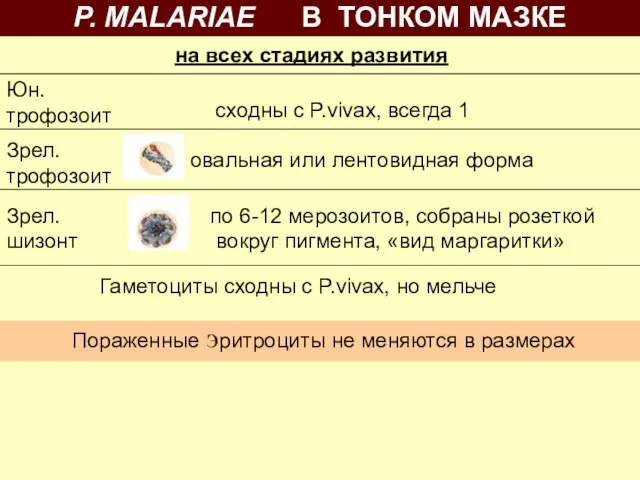 Пораженные эритроциты не меняются в размерах P. MALARIAE В ТОНКОМ МАЗКЕ