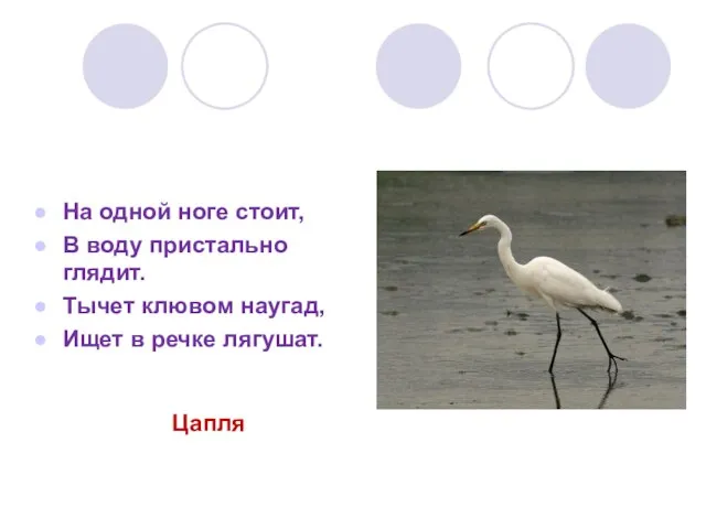 На одной ноге стоит, В воду пристально глядит. Тычет клювом наугад, Ищет в речке лягушат. Цапля