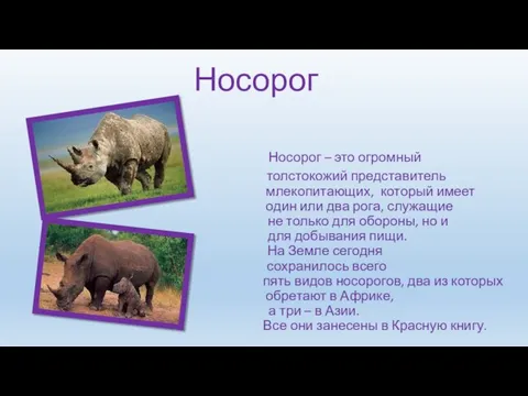 Носорог Носорог – это огромный толстокожий представитель млекопитающих, который имеет один