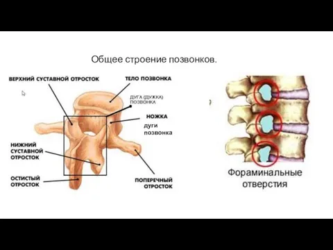 Общее строение позвонков. дуги позвонка