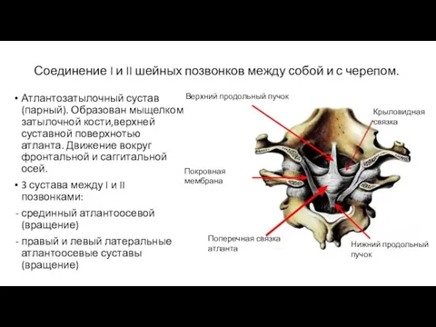 Соединение I и II шейных позвонков между собой и с черепом.