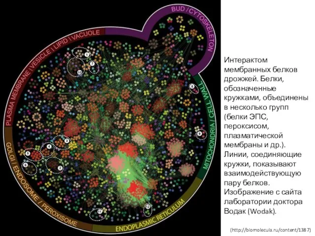 Интерактом мембранных белков дрожжей. Белки, обозначенные кружками, объединены в несколько групп