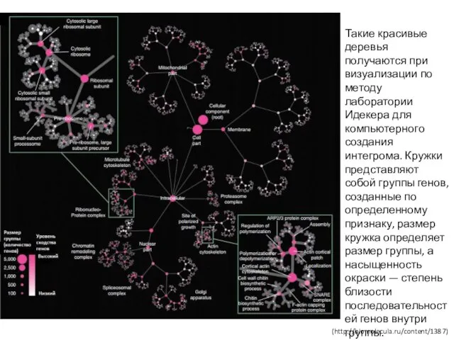 Такие красивые деревья получаются при визуализации по методу лаборатории Идекера для