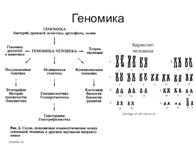 Геномика Кариотип человека (medbe.ru) (biology-of-cell.narod.ru)