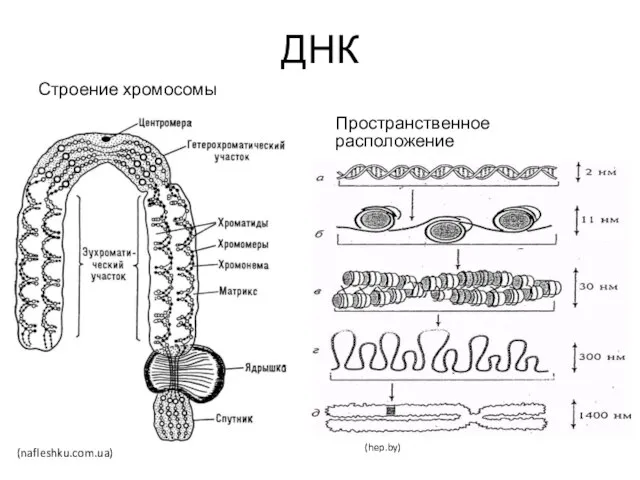 ДНК Строение хромосомы Пространственное расположение (nafleshku.com.ua) (hep.by)