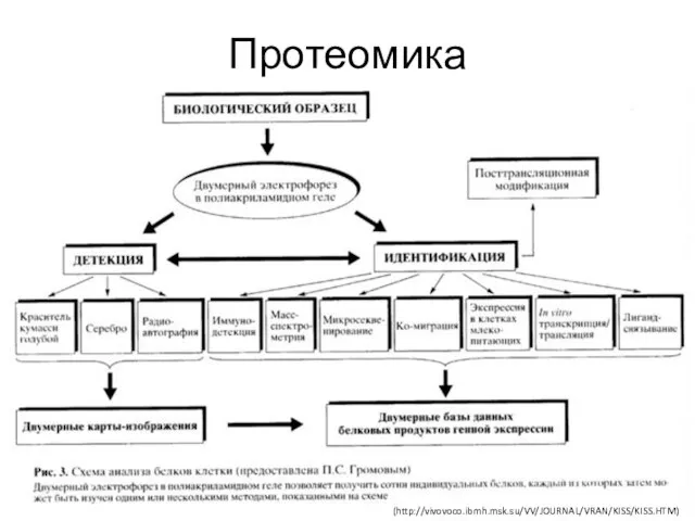 Протеомика (http://vivovoco.ibmh.msk.su/VV/JOURNAL/VRAN/KISS/KISS.HTM)