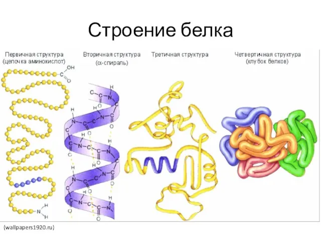 Строение белка (wallpapers1920.ru)