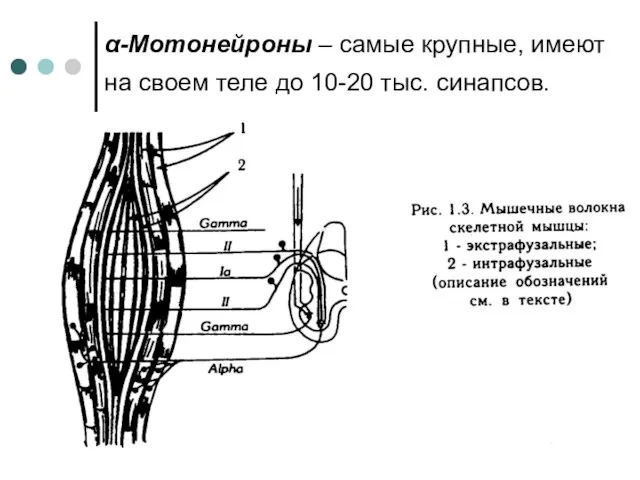 α-Мотонейроны – самые крупные, имеют на своем теле до 10-20 тыс. синапсов.