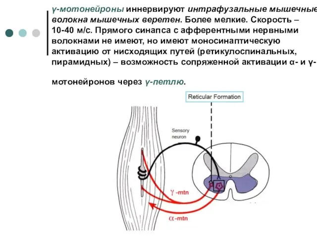 γ-мотонейроны иннервируют интрафузальные мышечные волокна мышечных веретен. Более мелкие. Скорость –