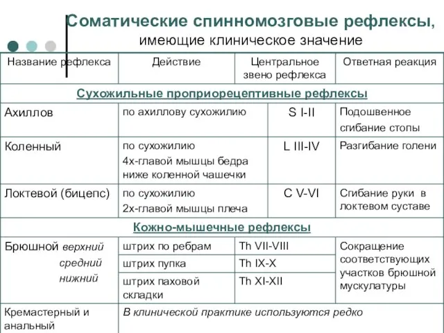 Соматические спинномозговые рефлексы, имеющие клиническое значение