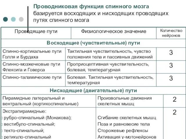 Проводниковая функция спинного мозга базируется восходящих и нисходящих проводящих путях спинного мозга