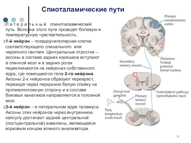 Спиоталамические пути Л а т е р а л ь н