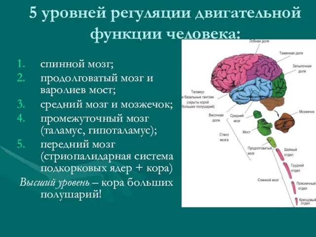 5 уровней регуляции двигательной функции человека: спинной мозг; продолговатый мозг и