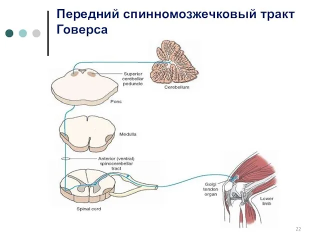 Передний спинномозжечковый тракт Говерса