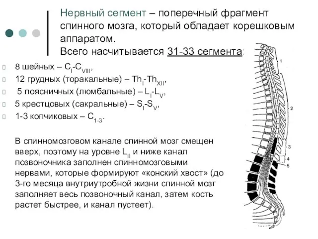 Нервный сегмент – поперечный фрагмент спинного мозга, который обладает корешковым аппаратом.