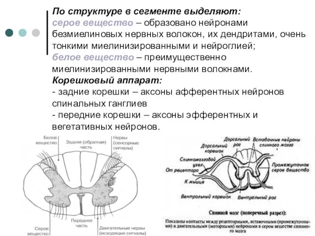 По структуре в сегменте выделяют: серое вещество – образовано нейронами безмиелиновых