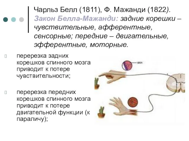 Чарльз Белл (1811), Ф. Мажанди (1822). Закон Белла-Мажанди: задние корешки –