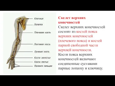 Скелет верхних конечностей Скелет верхних конечностей состоит из костей пояса верхних