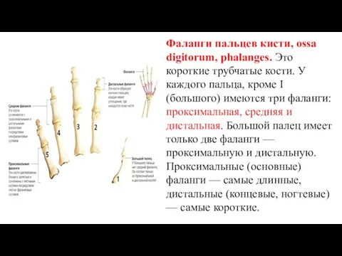 Фаланги пальцев кисти, ossa digitorum, phalanges. Это короткие трубчатые кости. У