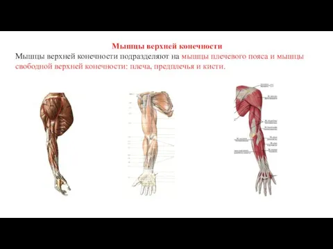 Мышцы верхней конечности Мышцы верхней конечности подразделяют на мышцы плечевого пояса