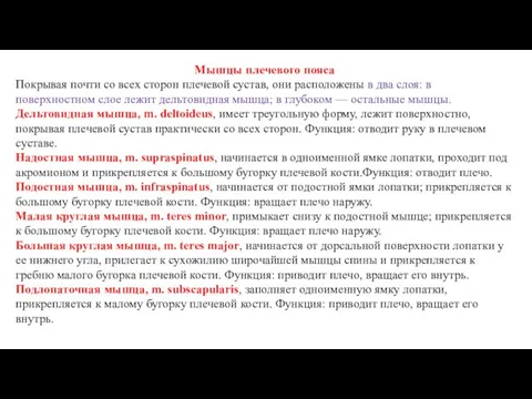 Мышцы плечевого пояса Покрывая почти со всех сторон плечевой сустав, они