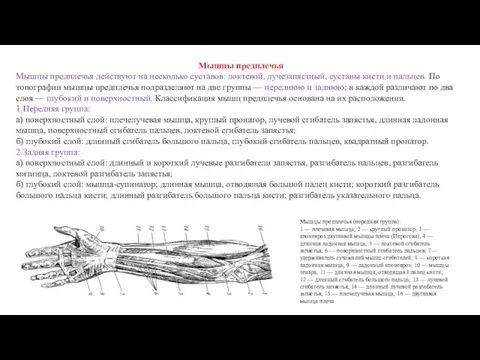 Мышцы предплечья Мышцы предплечья действуют на несколько суставов: локтевой, лучезапястный, суставы