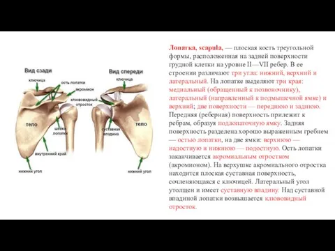 Лопатка, scapula, — плоская кость треугольной формы, расположенная на задней поверхности