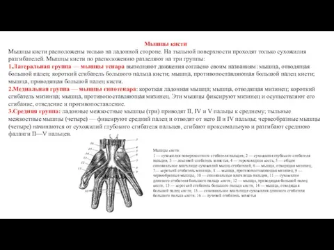 Мышцы кисти Мышцы кисти расположены только на ладонной стороне. На тыльной