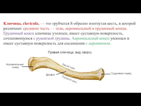 Ключица, clavicula, — это трубчатая S-образно изогнутая кость, в которой различают