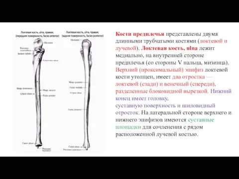 Кости предплечья представлены двумя длинными трубчатыми костями (локтевой и лучевой). Локтевая