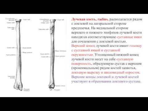 Лучевая кость, radius, располагается рядом с локтевой на латеральной стороне предплечья.