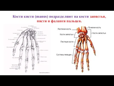 Кости кисти (manus) подразделяют на кости запястья, пясти и фаланги пальцев.
