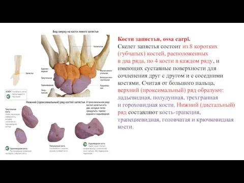 Кости запястья, ossa carpi. Скелет запястья состоит из 8 коротких (губчатых)