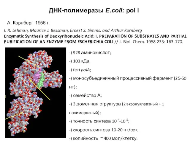 ДНК-полимеразы E.coli: pol I А. Корнберг, 1956 г. I. R. Lehman,