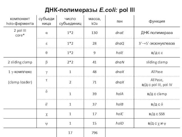 ДНК-полимеразы E.coli: pol III