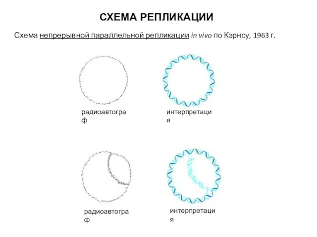 СХЕМА РЕПЛИКАЦИИ Схема непрерывной параллельной репликации in vivo по Кэрнсу, 1963 г. радиоавтограф радиоавтограф интерпретация интерпретация