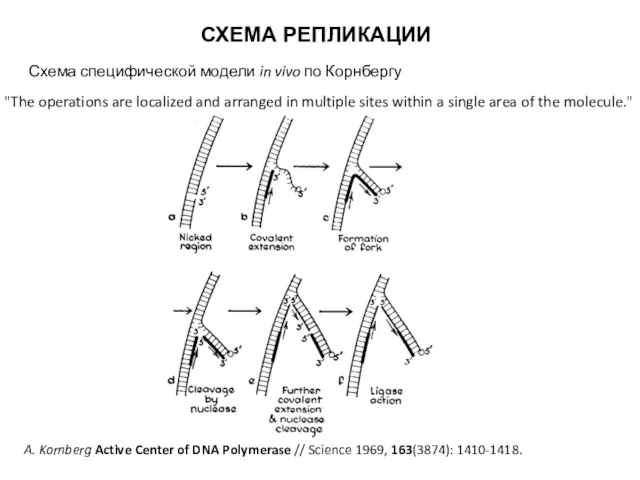 СХЕМА РЕПЛИКАЦИИ Схема специфической модели in vivo по Корнбергу A. Kornberg